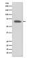 KCNA1 Antibody